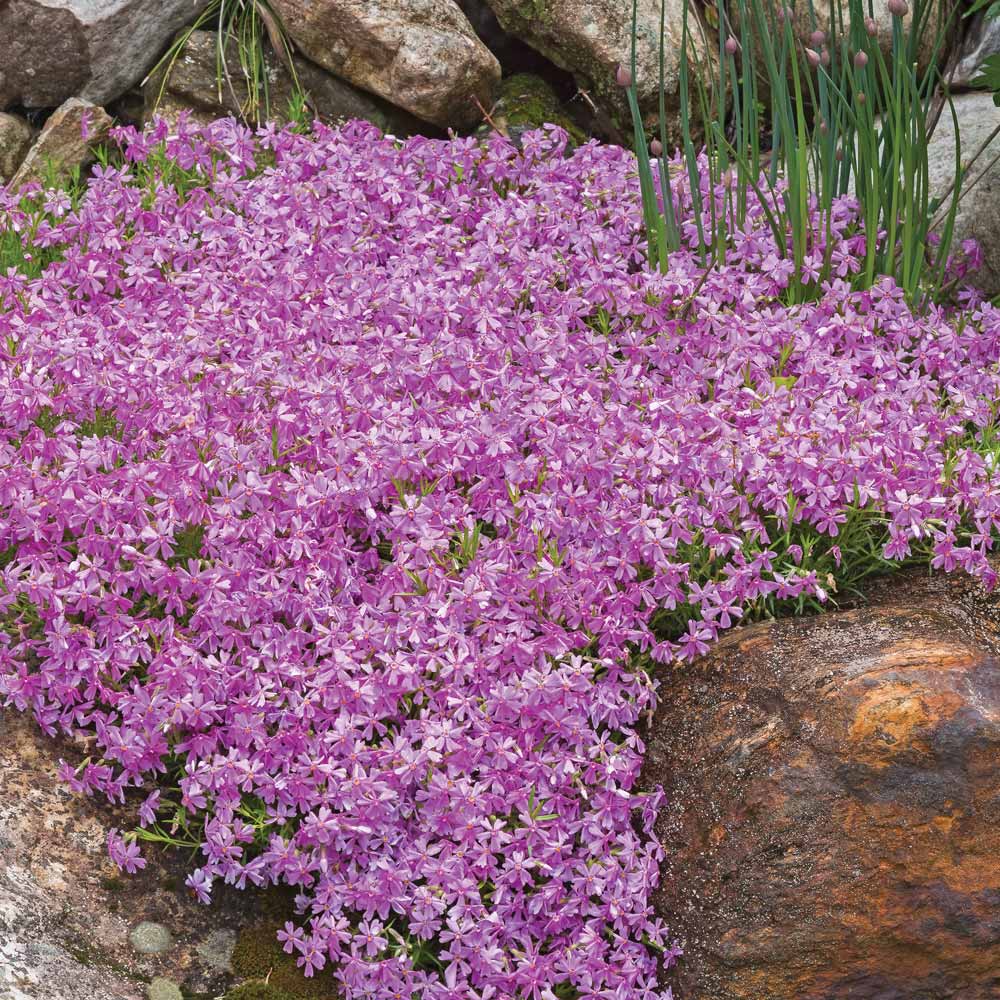 Phlox subulata 'Purple Beauty'