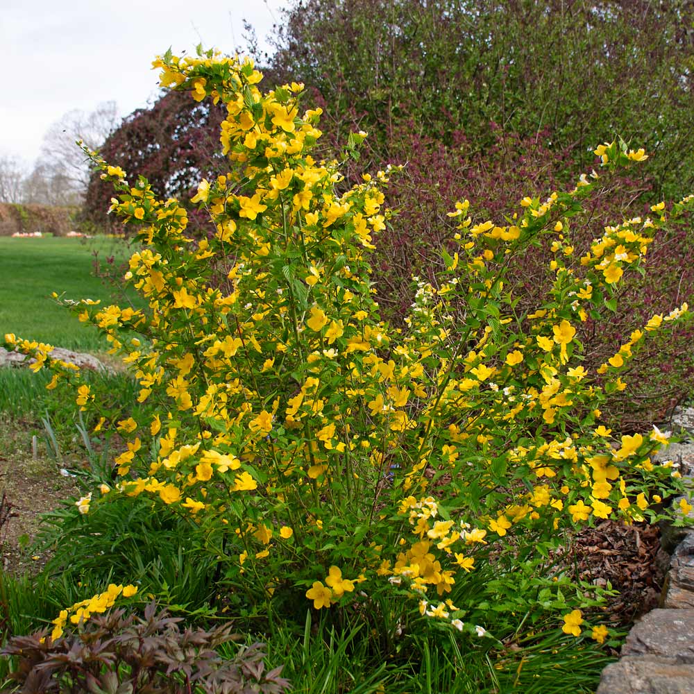 Kerria japonica 'Golden Guinea'