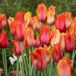  Tulip 'El Niño'