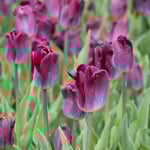  Tulip 'Kansas Proud'