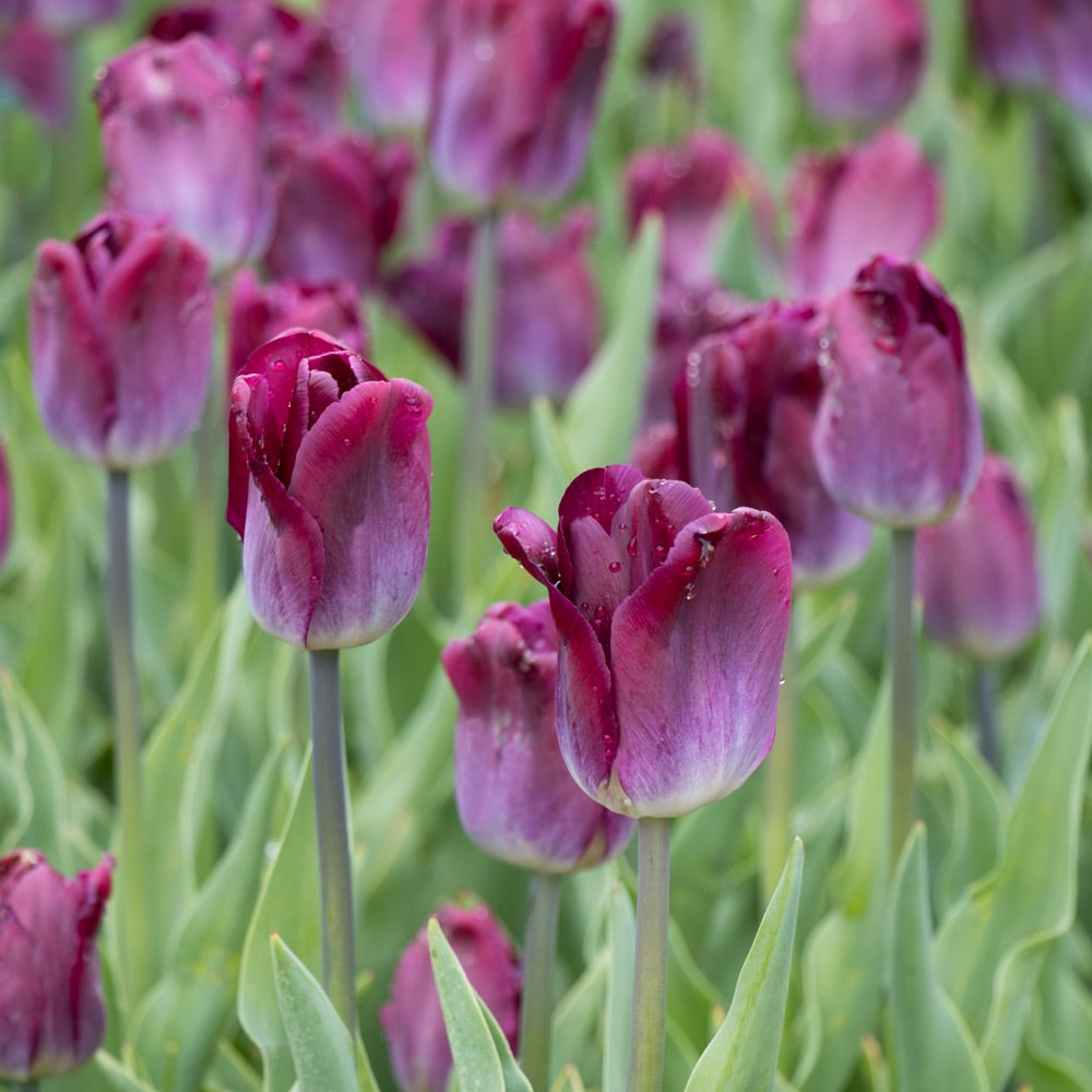 Tulip 'Kansas Proud'