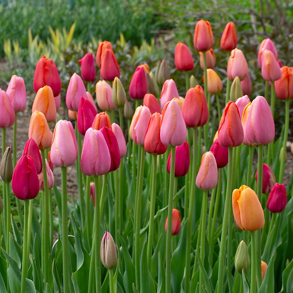 French Single Late Tulip Mix