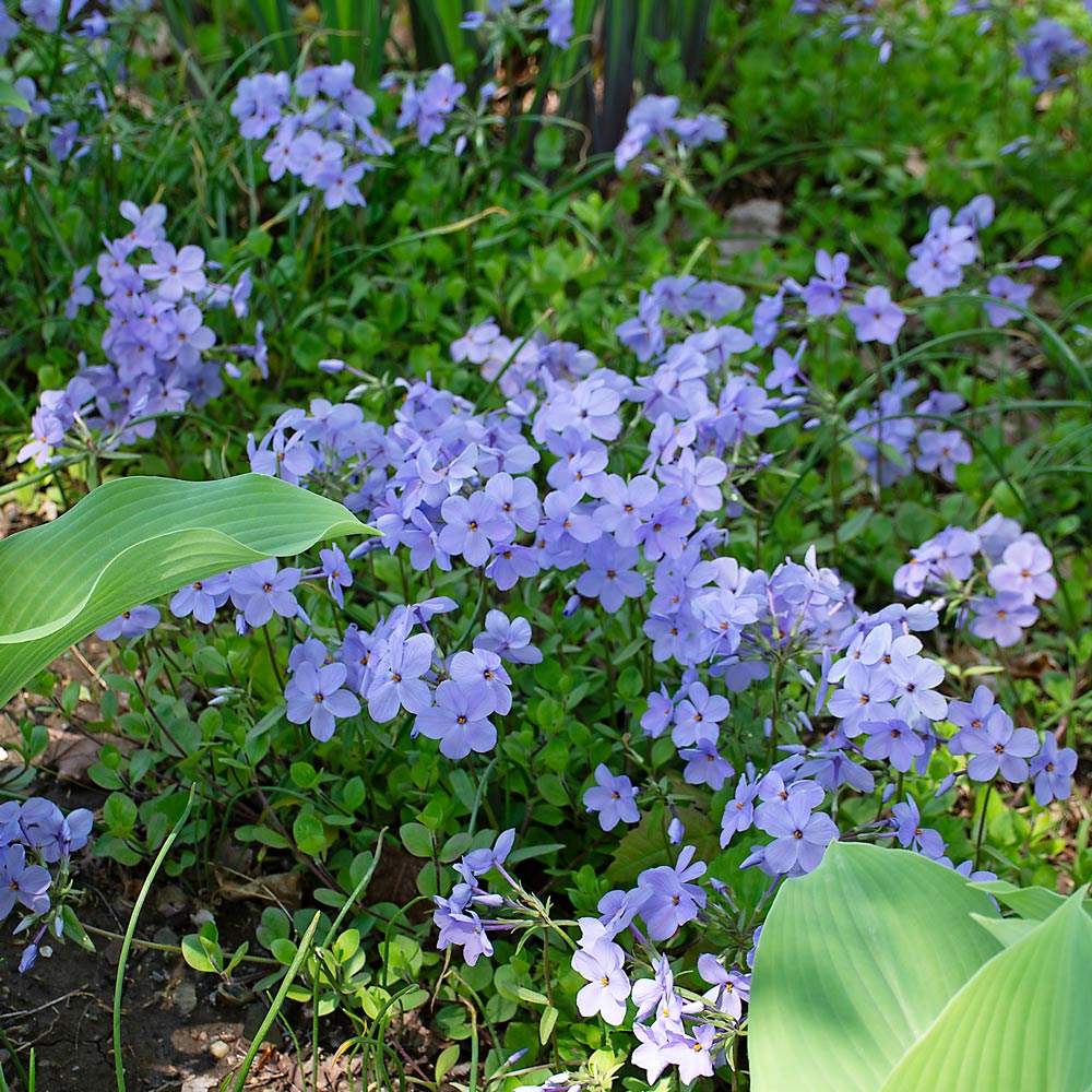 Phlox stolonifera 'Blue Ridge'