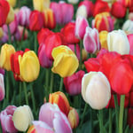  Next Generation Perennial Tulip Mix