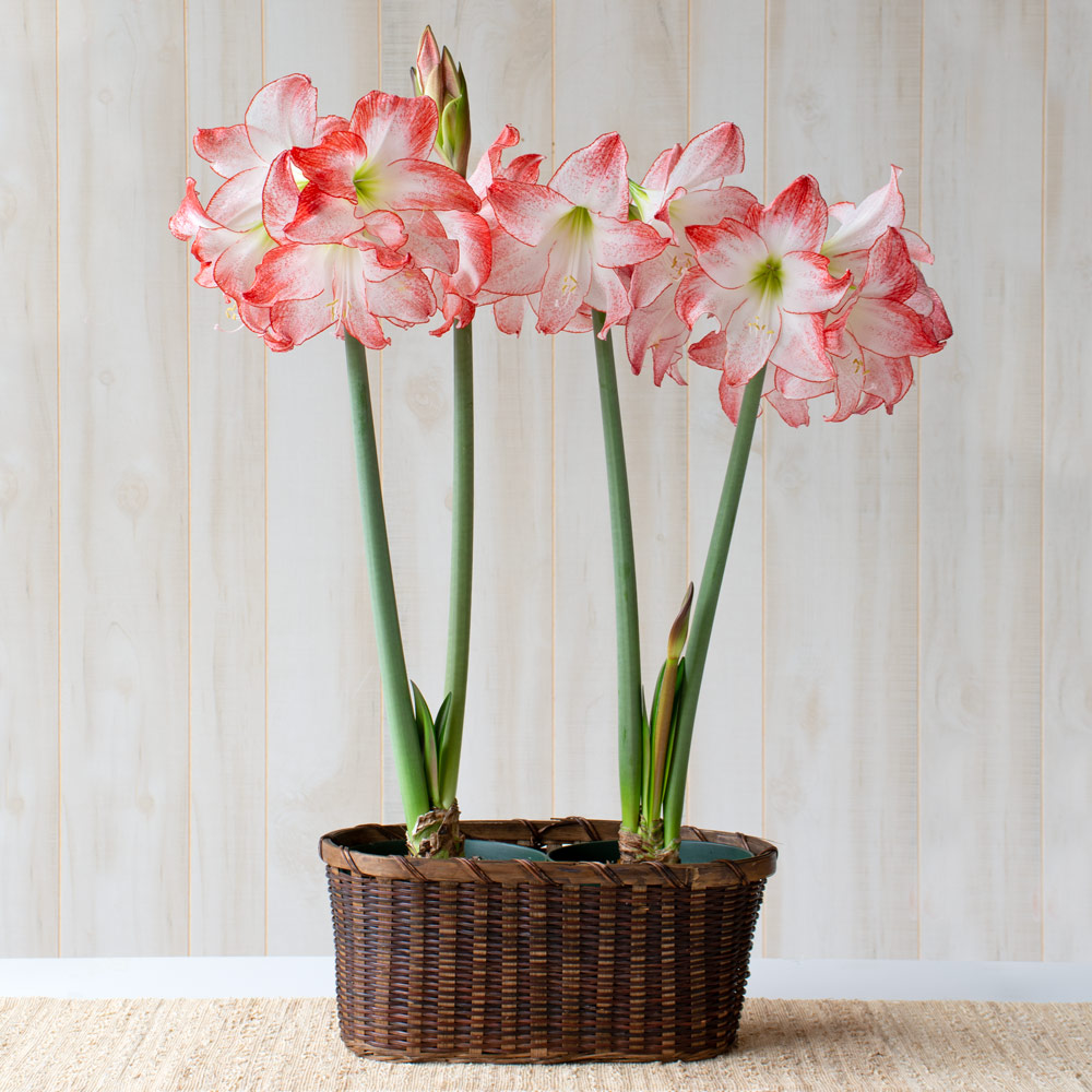 Amaryllis 'Spotlight'