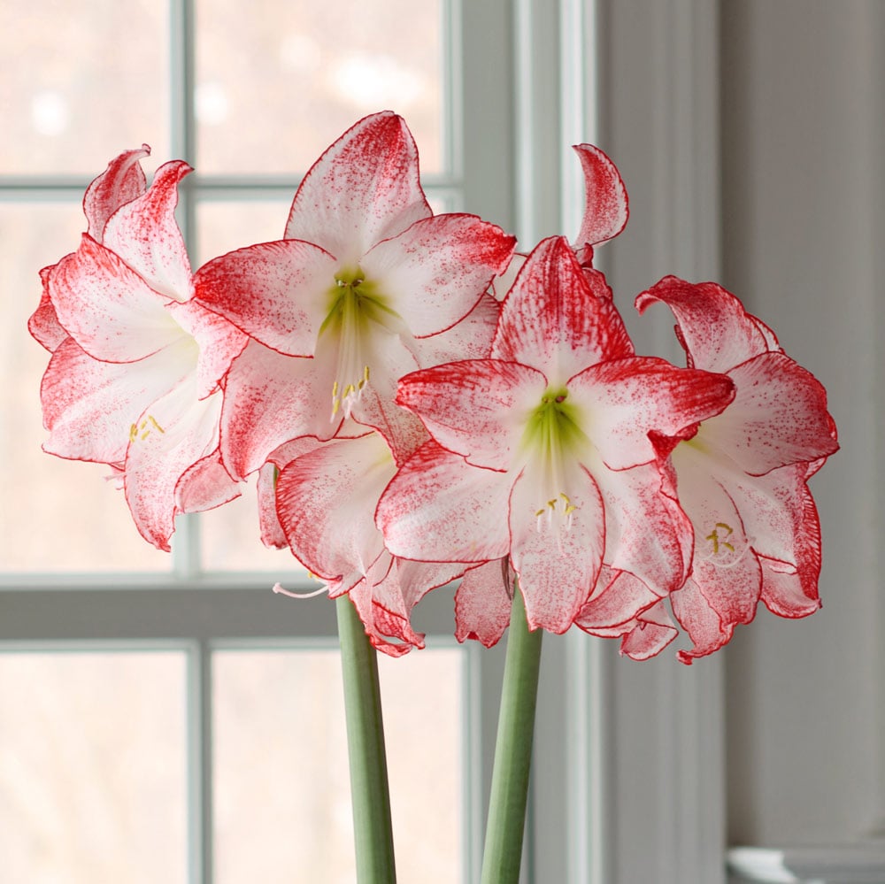 Amaryllis 'Spotlight'