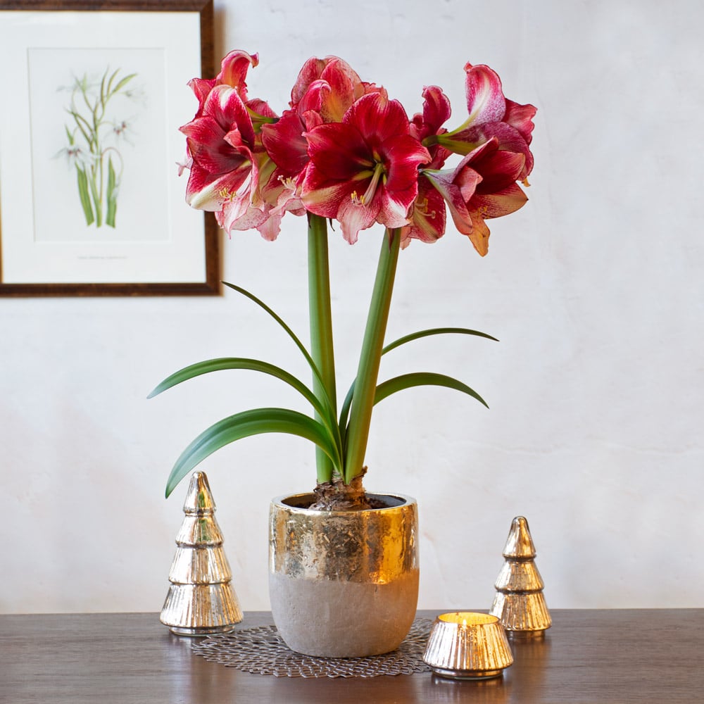 Amaryllis 'American Dream' 