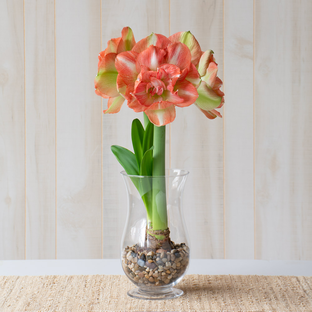 Amaryllis 'Beautiful Emotion'