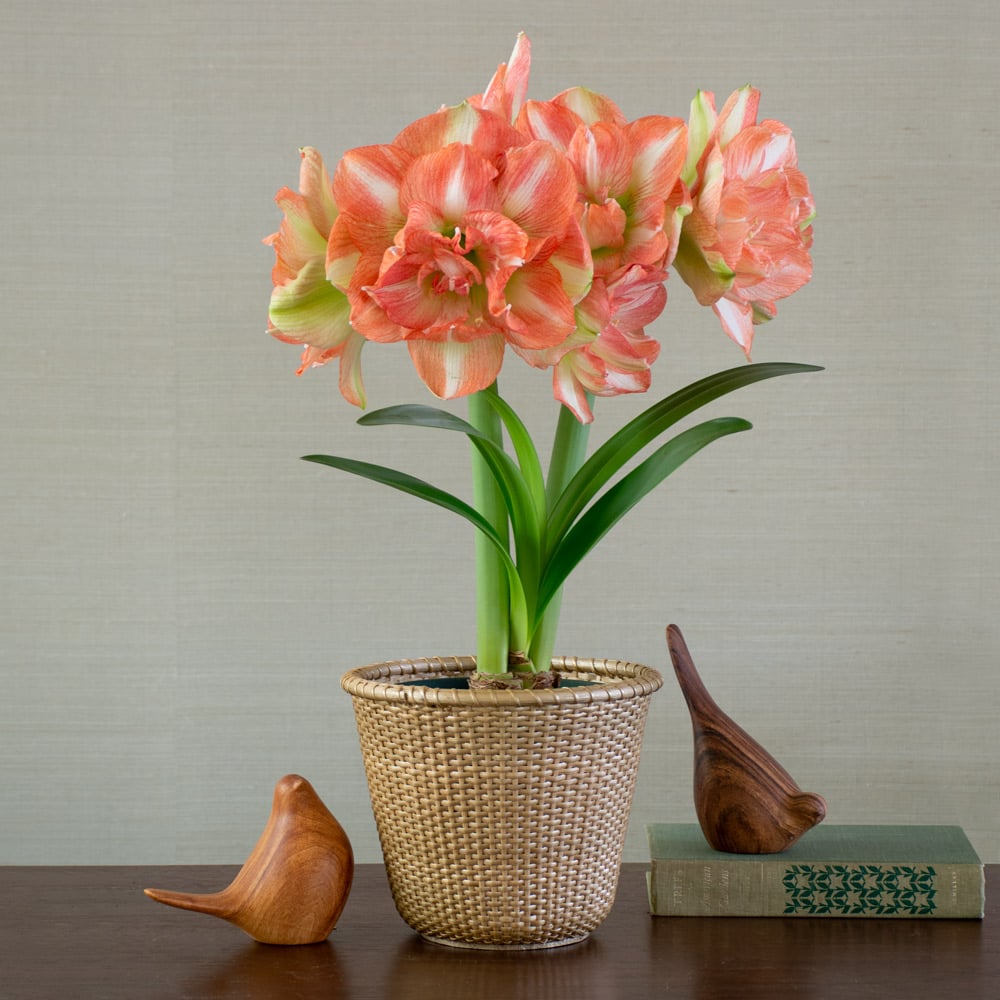 Amaryllis 'Beautiful Emotion,' one bulb in golden Nantucket basket