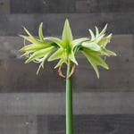  Amaryllis 'Evergreen'