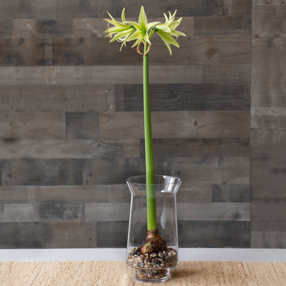 Amaryllis 'Evergreen'