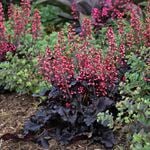  Heuchera 'Timeless Night'