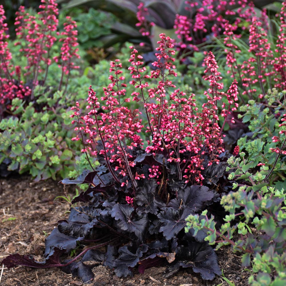 Heuchera 'Timeless Night'