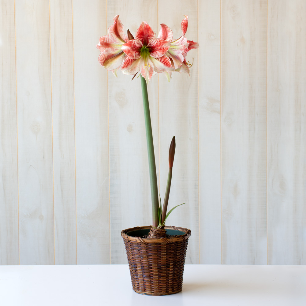 Amaryllis 'Glee'