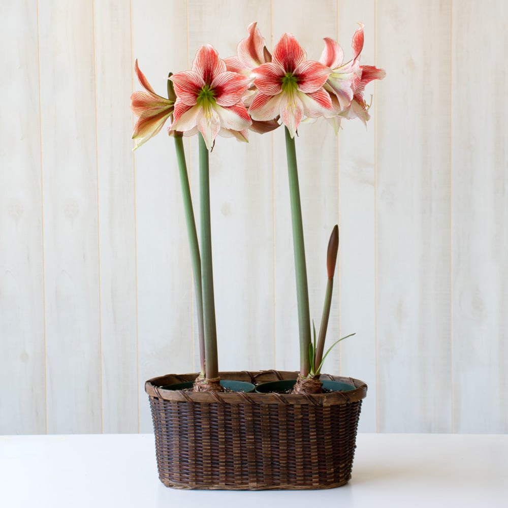 Amaryllis 'Glee'