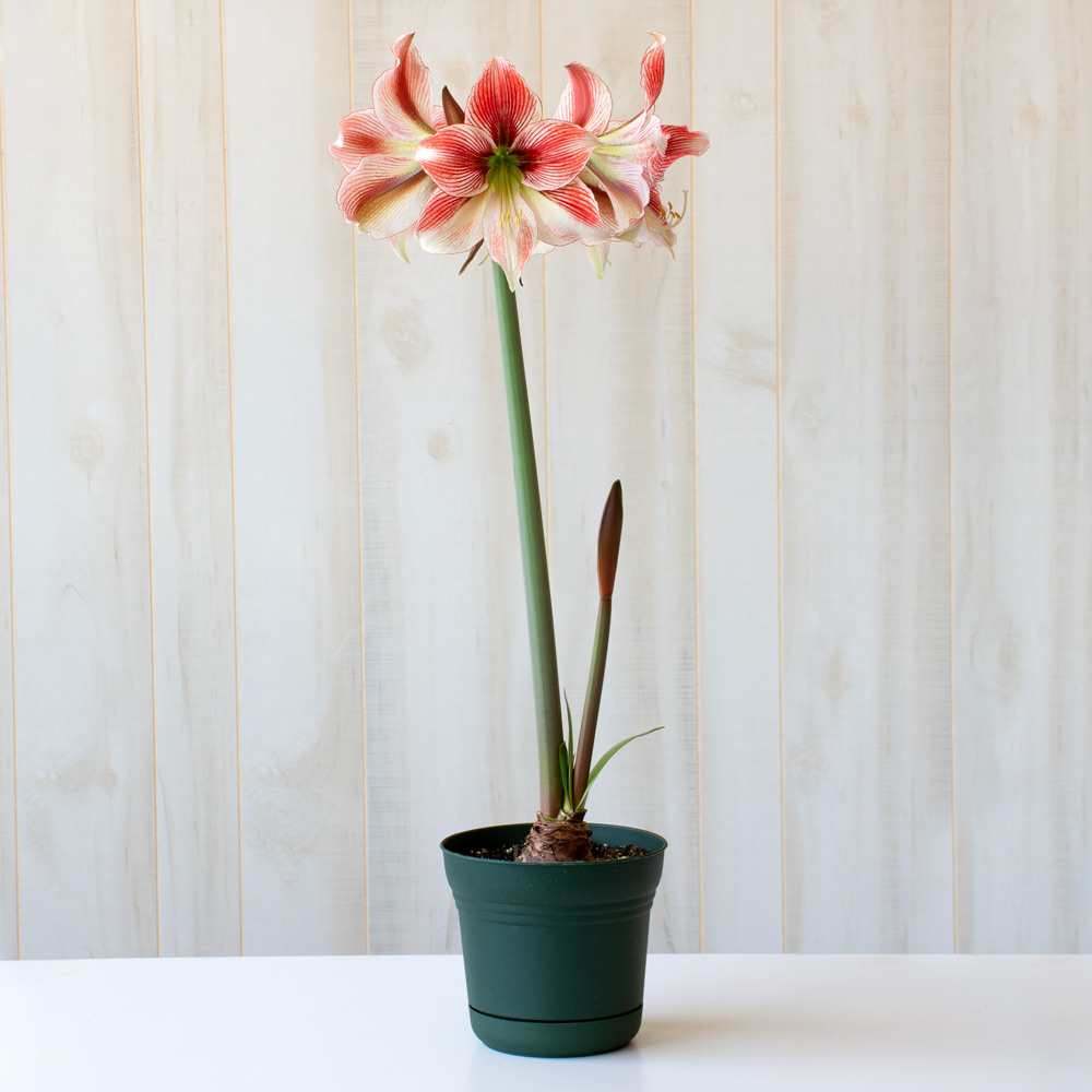 Amaryllis 'Glee'
