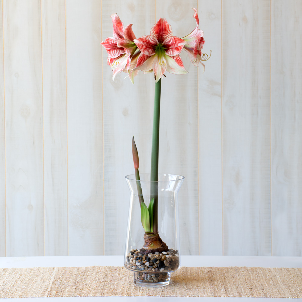 Amaryllis 'Glee'