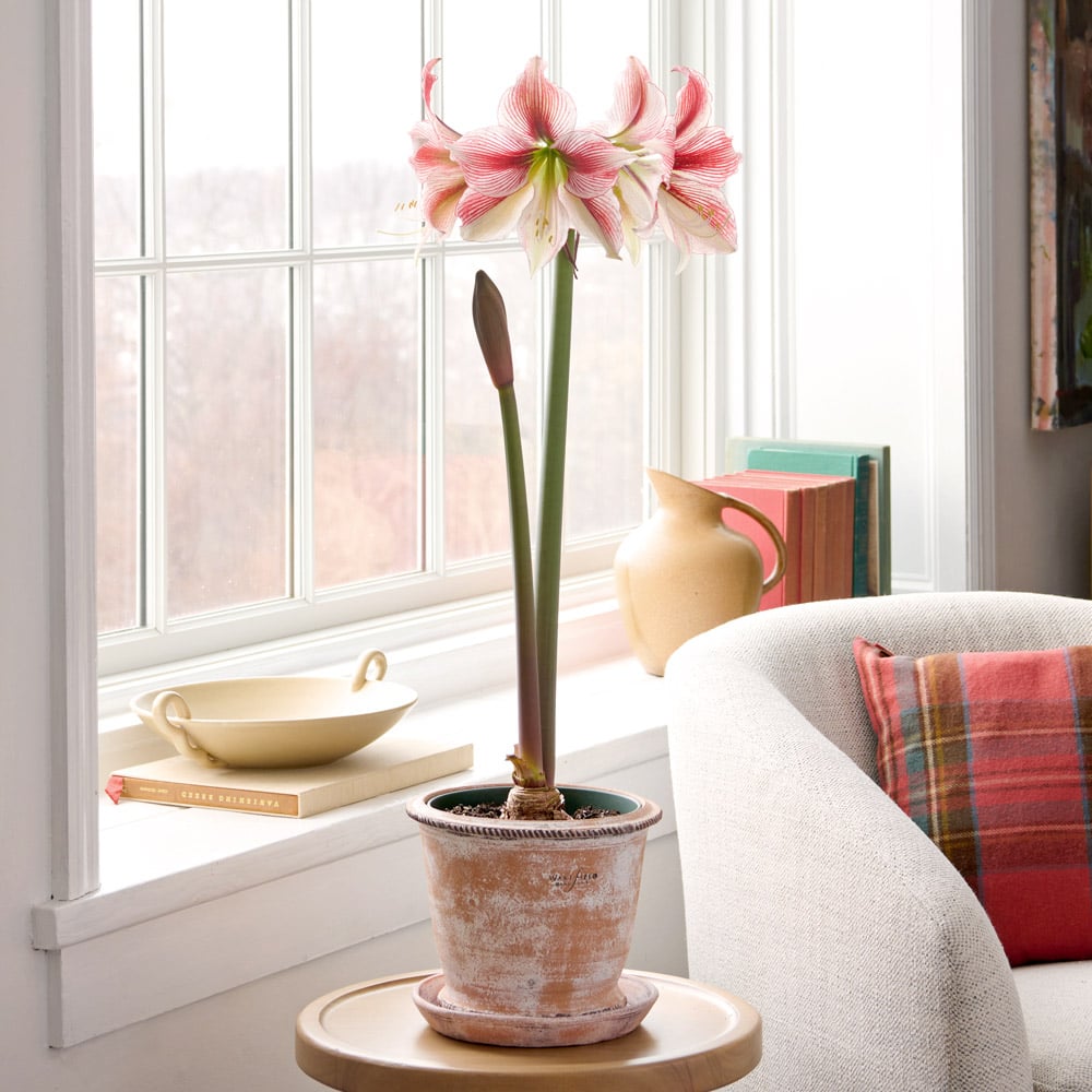 Amaryllis 'Glee,' one bulb in Roulette Pot and Saucer