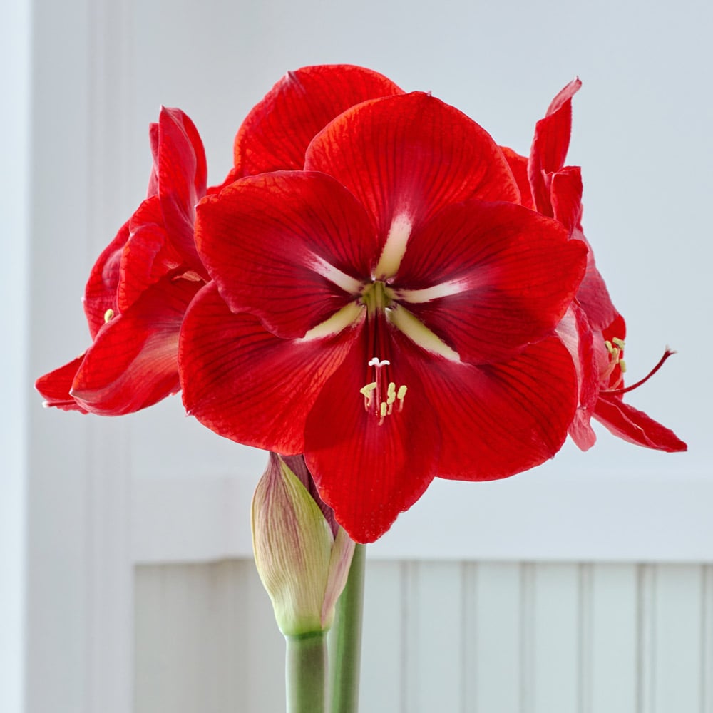 Amaryllis 'Happy Grandise'