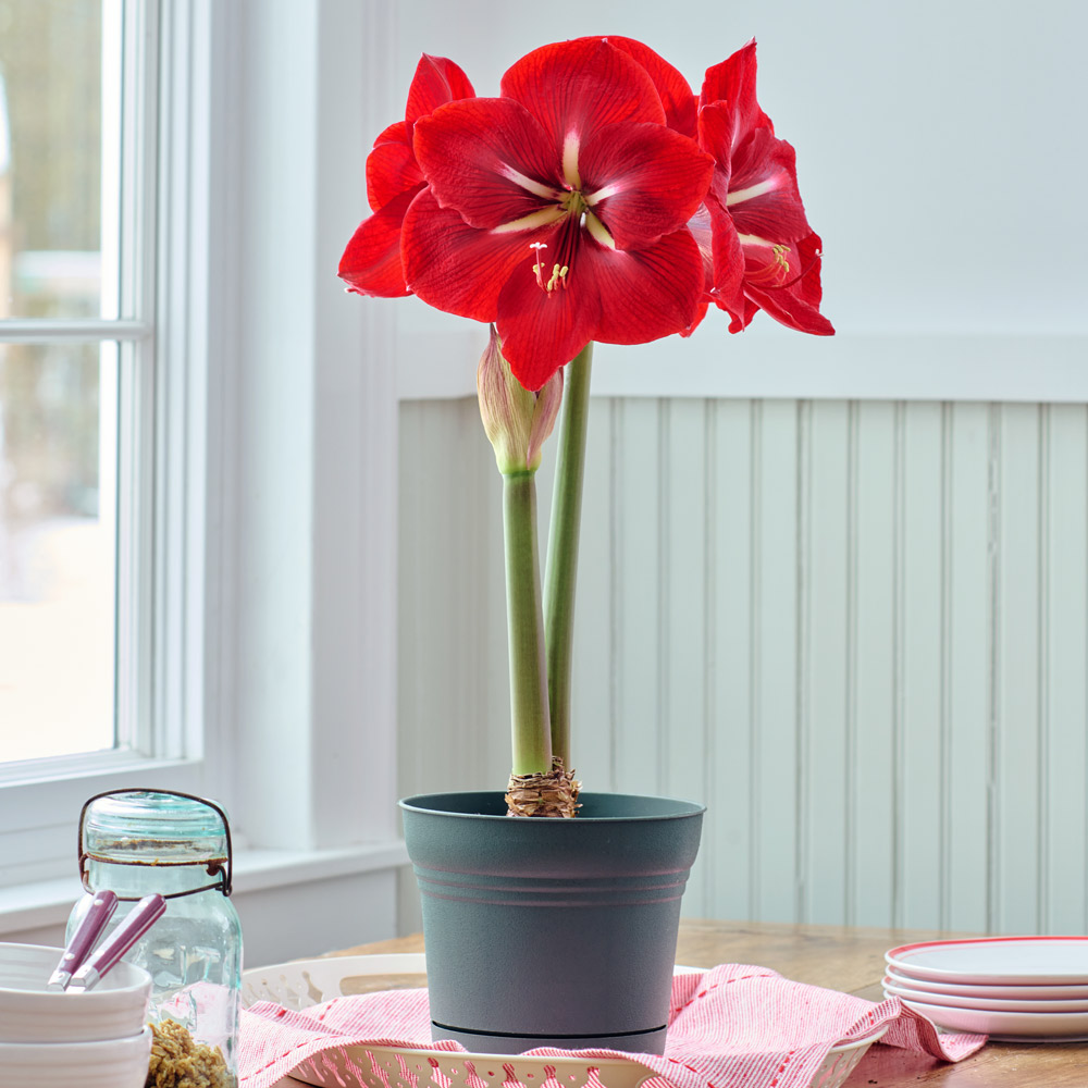 Amaryllis 'Happy Grandise'