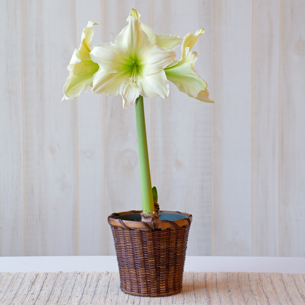 Amaryllis 'Lemon Grandise'
