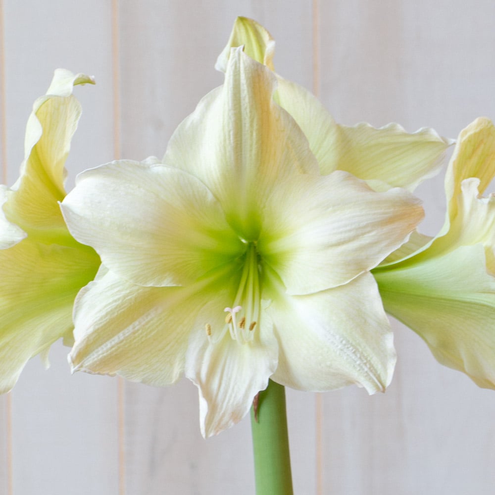 Amaryllis 'Lemon Grandise'