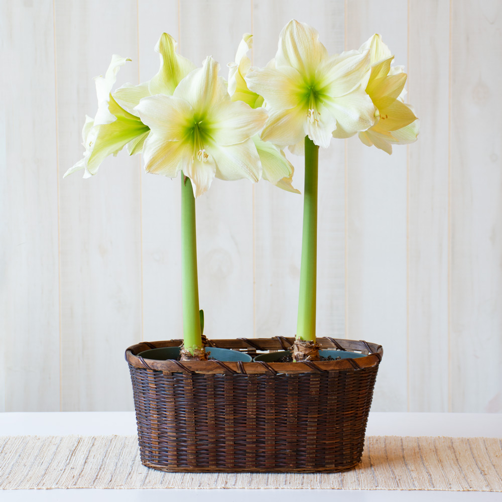 Amaryllis 'Lemon Grandise'