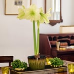  Amaryllis 'Lemon Grandise'