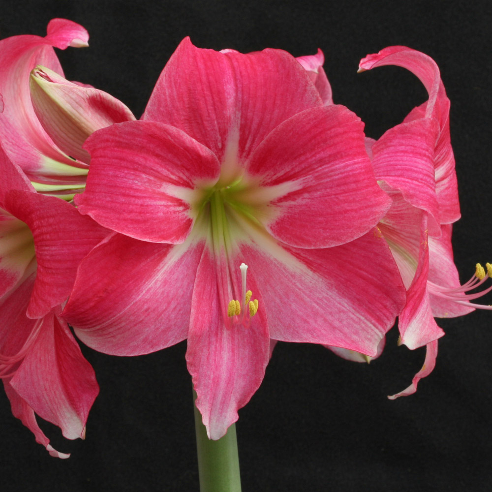 Amaryllis 'Neon Eon'