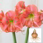  Amaryllis 'Rosalie,' bulb only