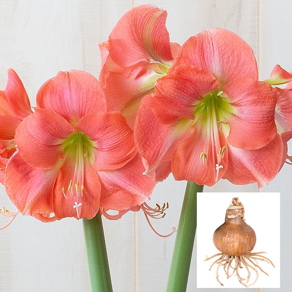 Amaryllis 'Rosalie,' bulb only