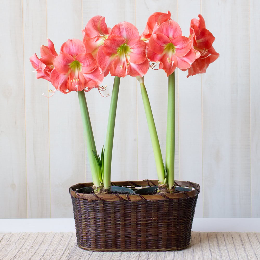 Amaryllis 'Rosalie'