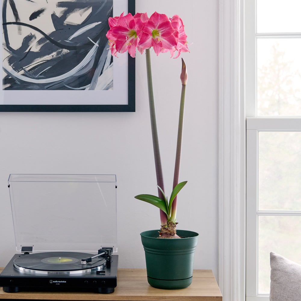Amaryllis 'Neon Eon'