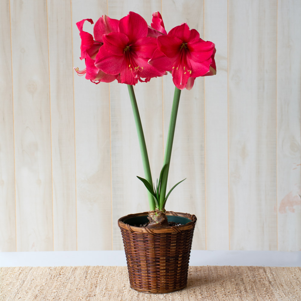 Amaryllis 'Pink Surprise'