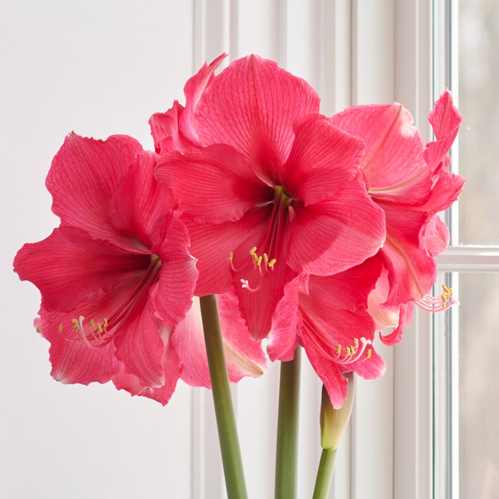 Amaryllis 'Pink Surprise'