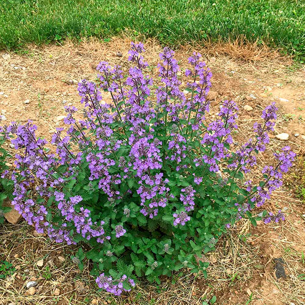 Nepeta x faassenii SylvesterBlue™