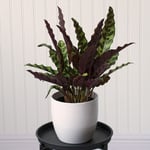  White Ceramic Cachepot, small