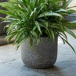  Portland Pot, dark brown