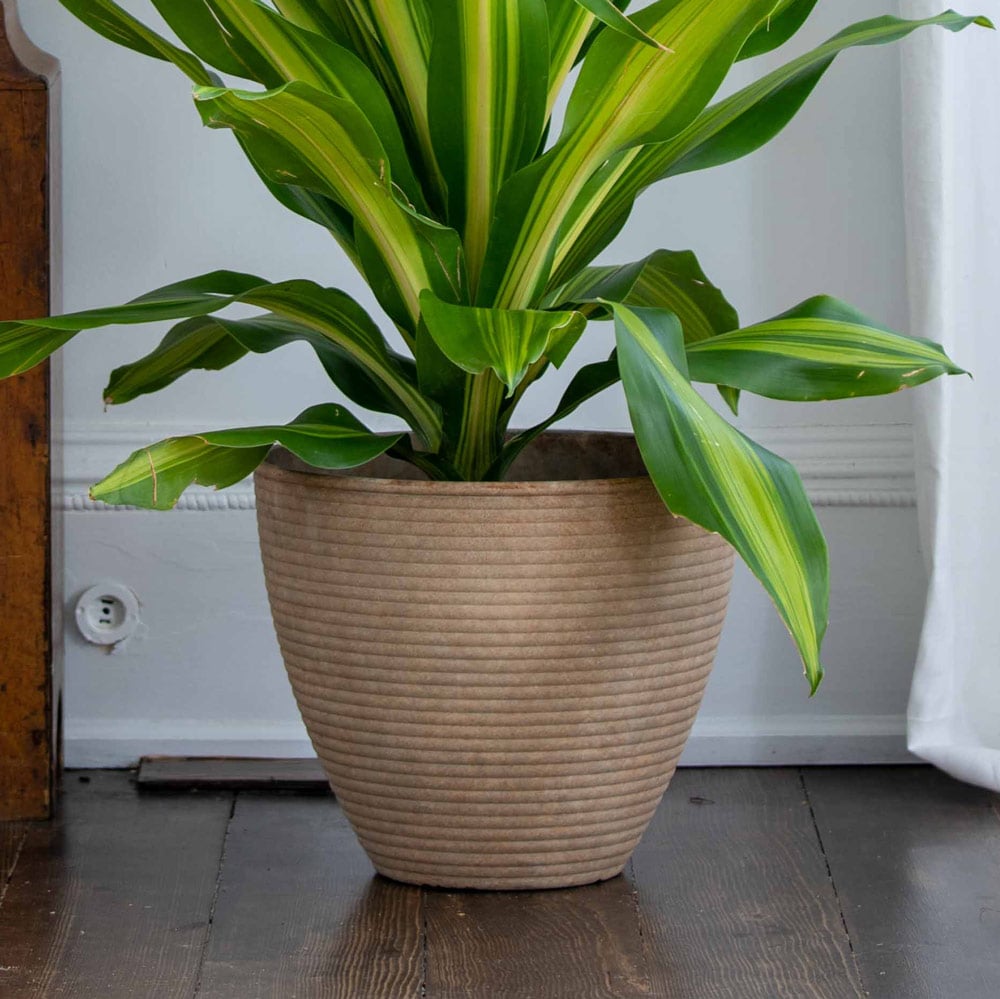 Cali Planter