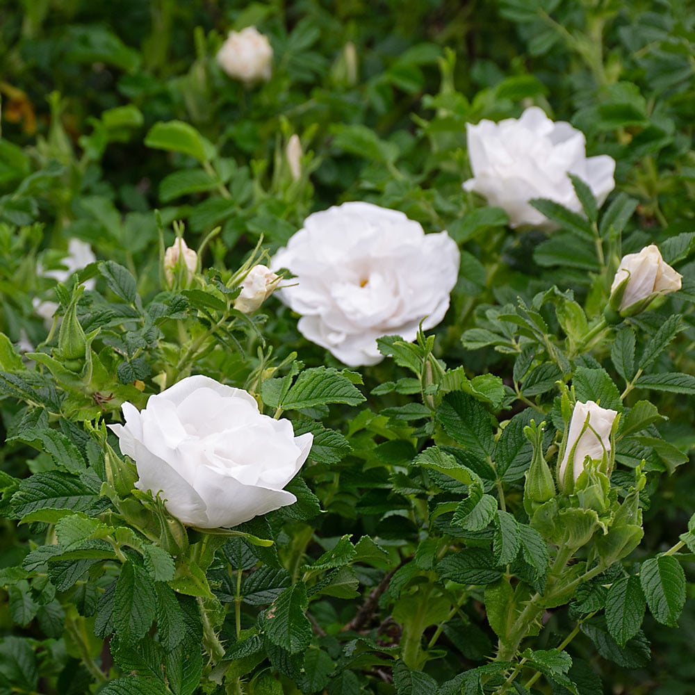 Rose 'Blanc Double de Coubert'