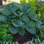  Hosta Shadowland® 'Empress Wu'