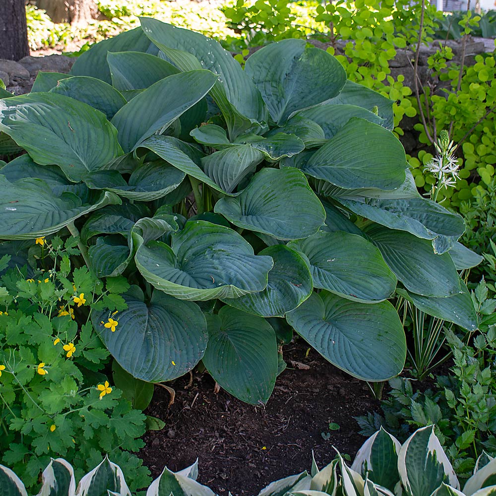 Hosta Shadowland® 'Empress Wu'