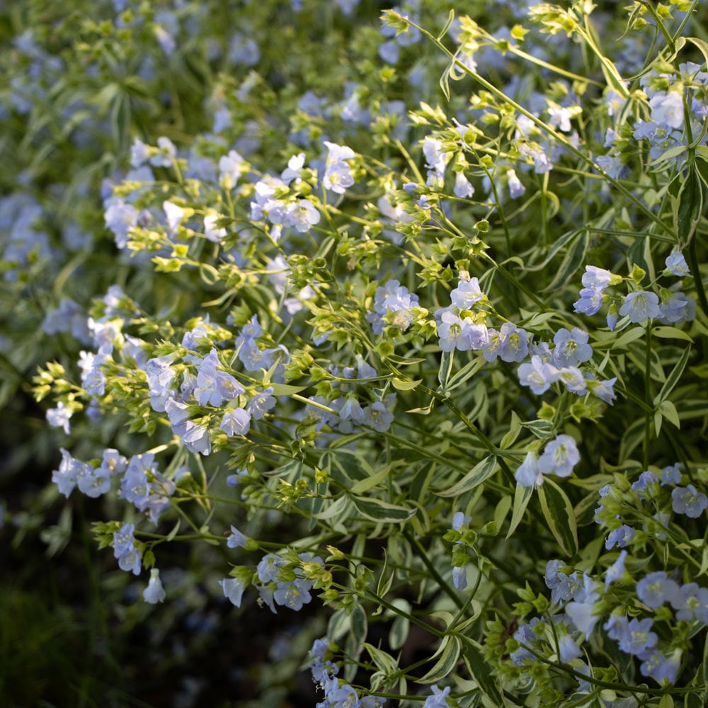 Polemonium reptans 'Stairway to Heaven'