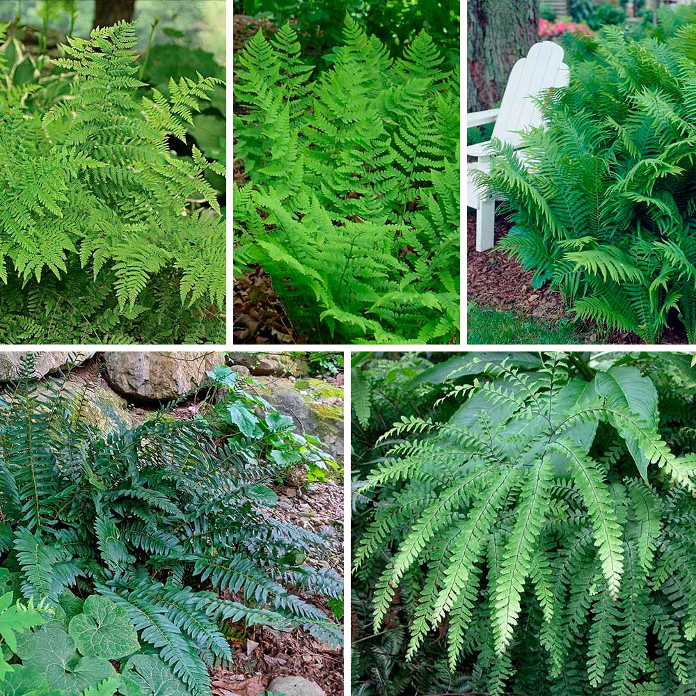 Native Fern Sampler