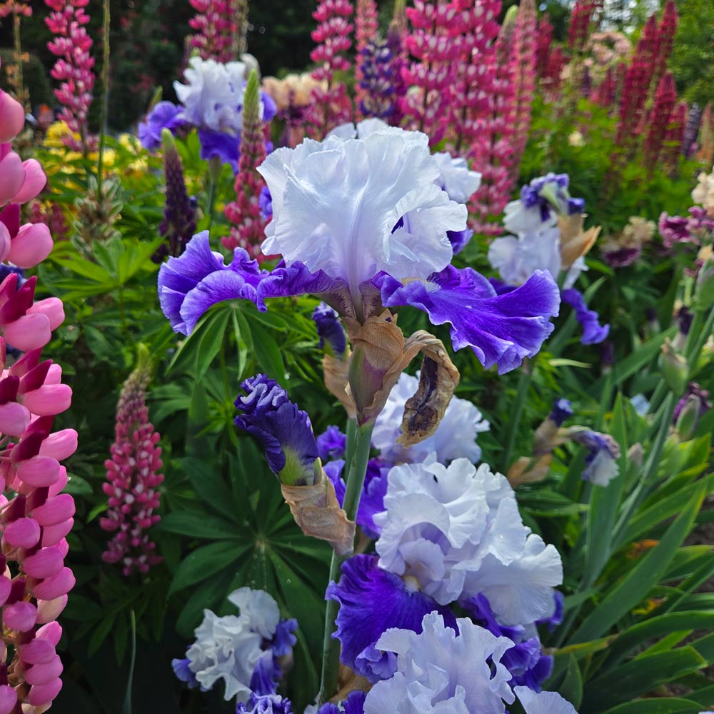 Iris germanica 'Drifting'