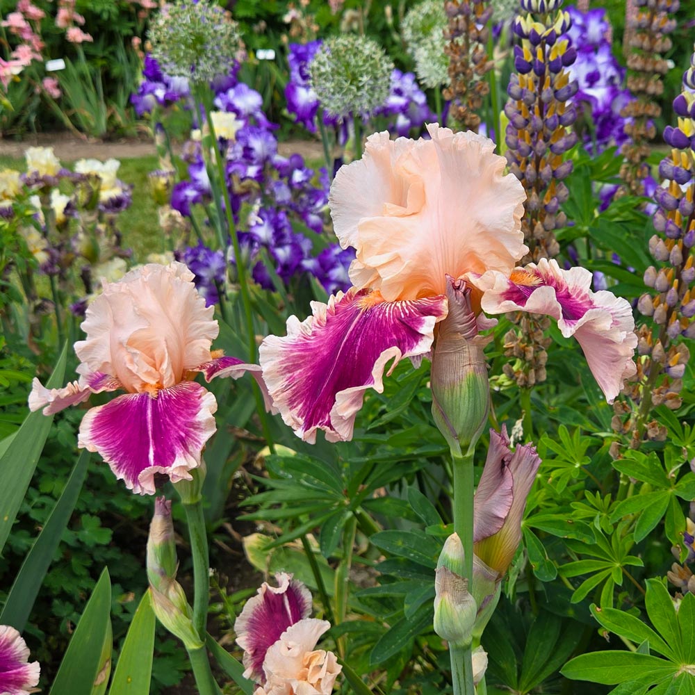 Iris germanica 'Skirting the Issue'