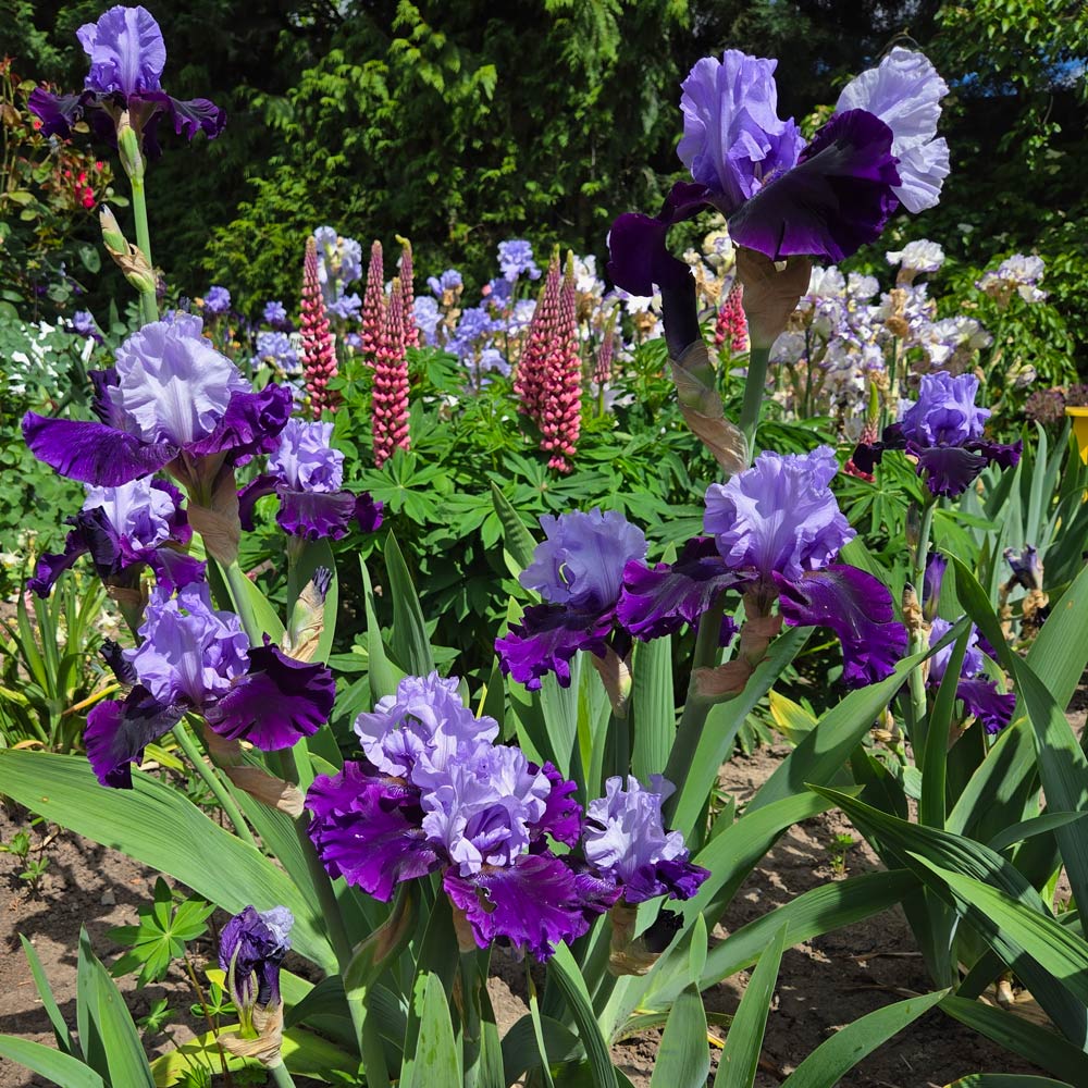 Iris germanica 'Whale's Tale'