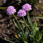  Armeria pseudarmeria 'Sweet Dreams'