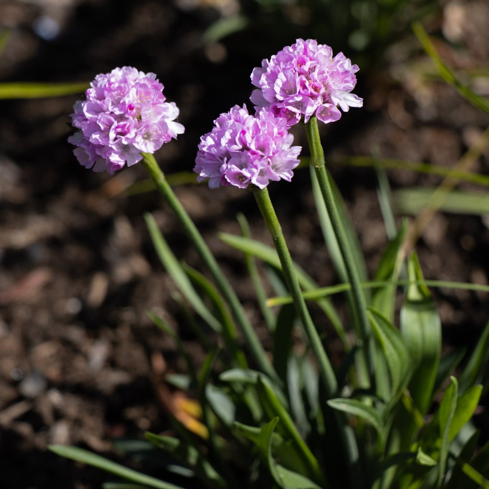 Armeria pseudarmeria 'Sweet Dreams'
