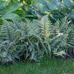  Athyrium 'Ghost' - Fern